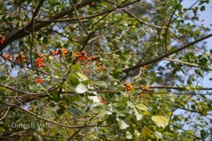 Erythrina subumbrans